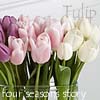 チューリップ