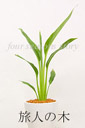 旅人の木