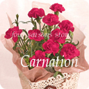 カーネーション