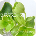 クリスマスローズ