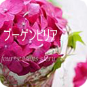 ブーゲンビリア