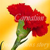 carnation