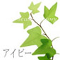 アイビー