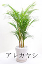 アレカヤシ