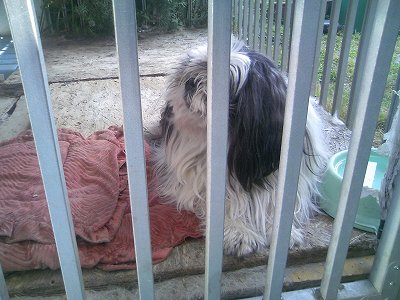 孤高のジャッキー