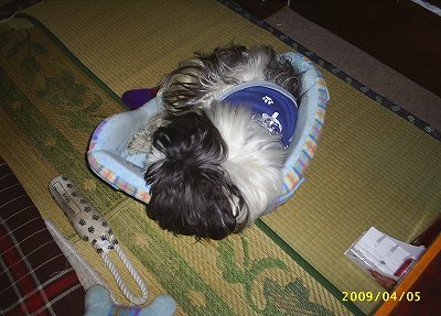 満足そうに寝ているジャッキー