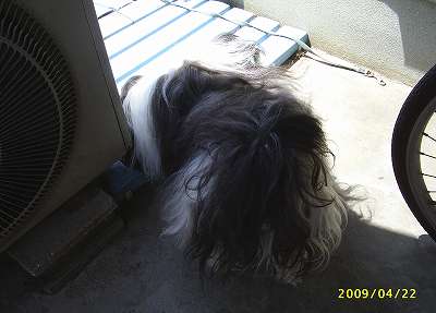 猫の痕跡を探すジャッキー