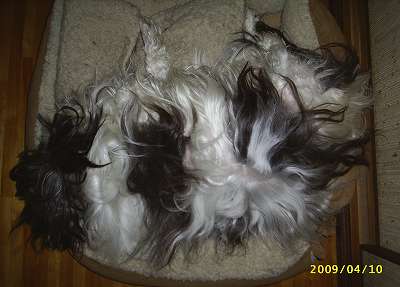 大きな毛の固まり?