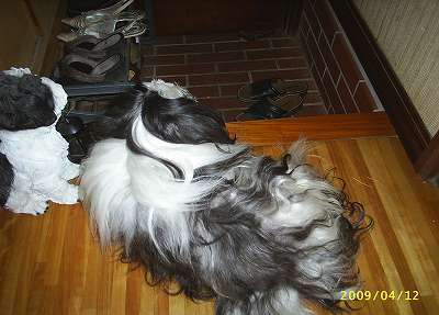 置いてけぼりのジャッキー