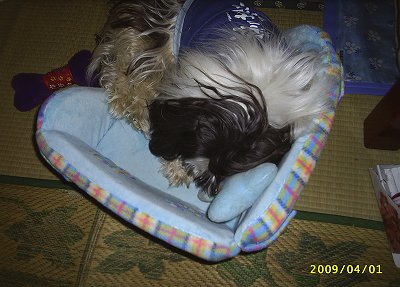 遊び疲れたジャッキー