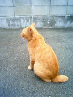 ネコ後姿