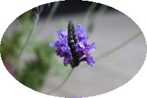 IMG_1248.JPG
