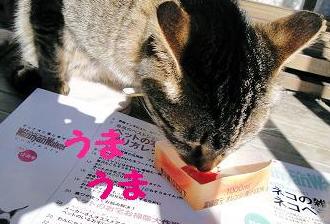 チェザはカニカマ好き
