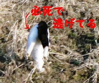 一目散に逃げ出した（笑