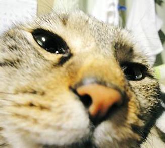 お鼻が＾ｍ＾