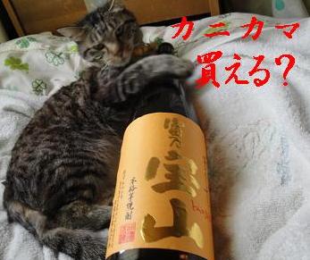 招き猫パワー下さい