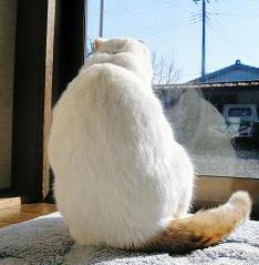 広すぎる背中