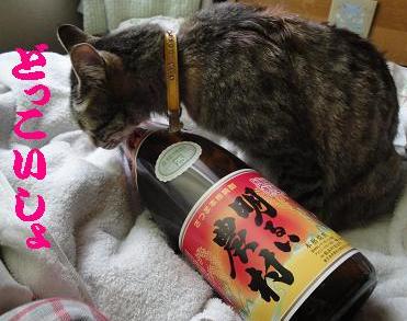 田舎で良く聞く言葉