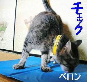 猫ってチェックするよね～