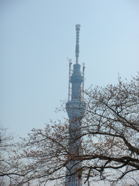 スカイツリー＆桜