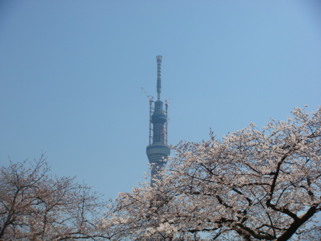 桜・スカイツリー