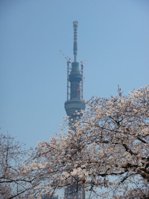 桜・スカイツリー