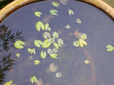 hitujigusa