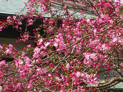 ブログ用画像 415.jpg