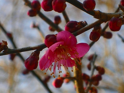 ume