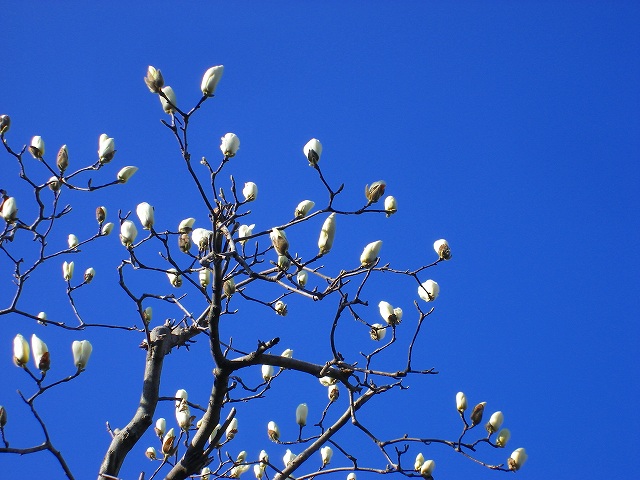 ハキモクレン２