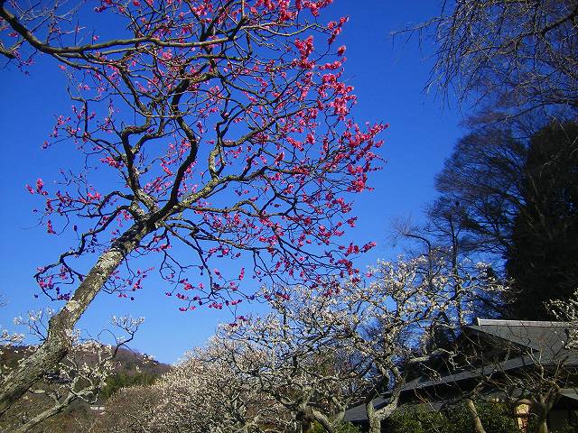 東慶寺梅