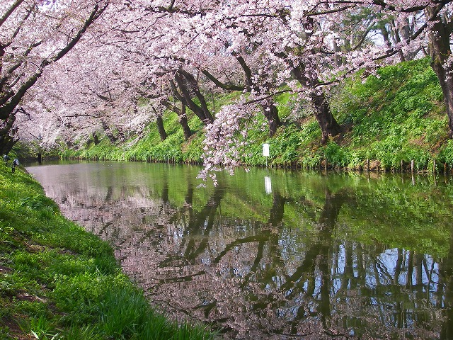 弘前桜３