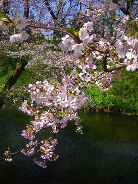 弘前桜４