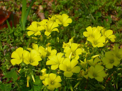 ブログ用画像 447.jpg