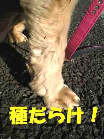 種だらけ