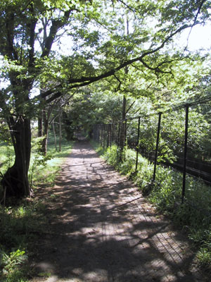 散歩道