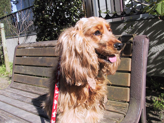 ベンチのライサ