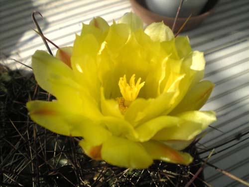 アリゾナサボテンの花