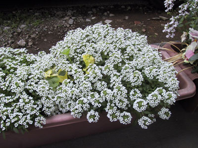 何の花？