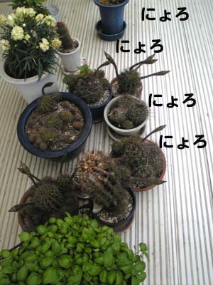 サボテンの芽