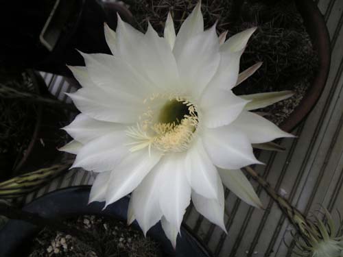 咲いたサボテンの花09