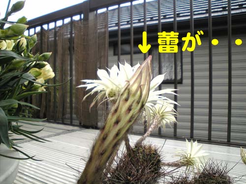 蕾