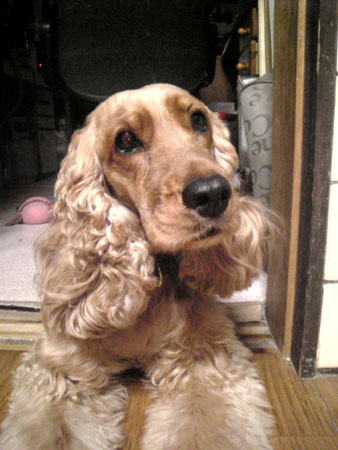 ライサ伏せです。