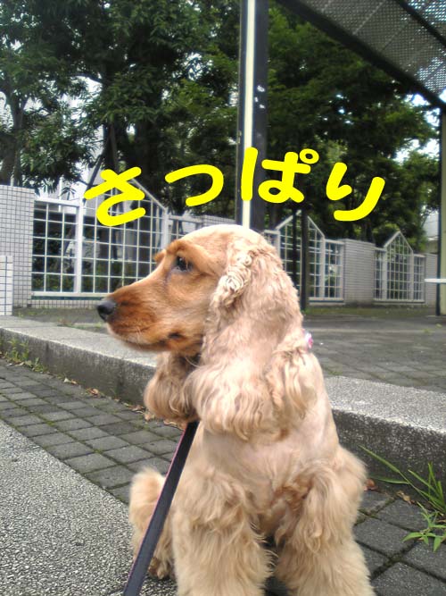 09さっぱりライサ