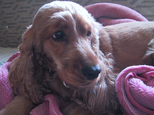 毛布にくるまれて