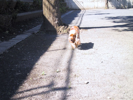 しかたがないな