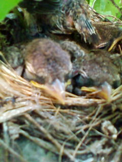 立てる　その３