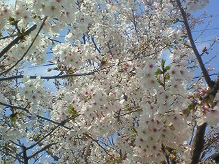 桜だよ　その３