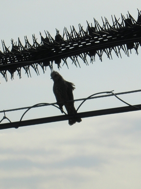 食べに来た鳥　その２