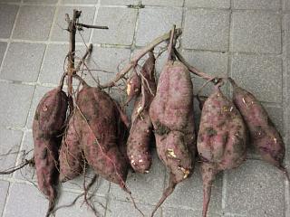 収穫したよ　その２